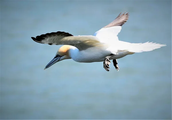 北角湾的长度在92 110Cm之间 在东约克郡海岸一带 特别是在Rspb保护区Bempton悬崖一带 它们的数量很多 — 图库照片