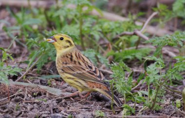 Sarı çekiçle beslenme, RSPB Old Moor 'dan alınma, Barnsley, Güney Yorkshire, İngiltere.