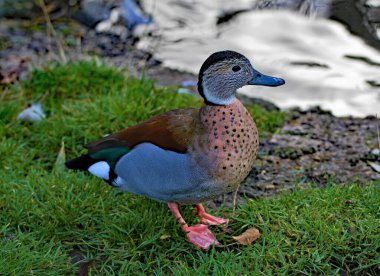 Blue winged teal, roaming free in nature park wetlands, in Newcastle Upon Tyne. clipart