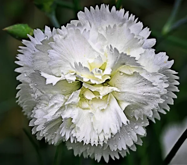 A perfect white carnation in full flower, against a beautiful dark green bokeh, in a Doncaster garden.
