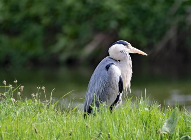 Don Nehri 'nin kıyısında, Sprotbrough Flaşlı Doğa Koruma Alanı' nda, Doncaster, Güney Yorkshire, İngiltere.
