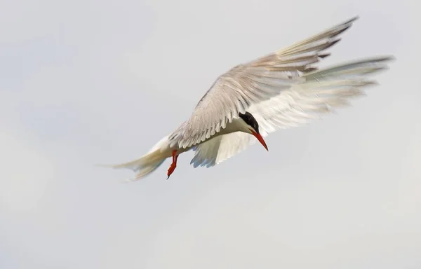 Vanlig Tern Svävar Före Fångst Tagen Från Ett Gömställe Potteric — Stockfoto