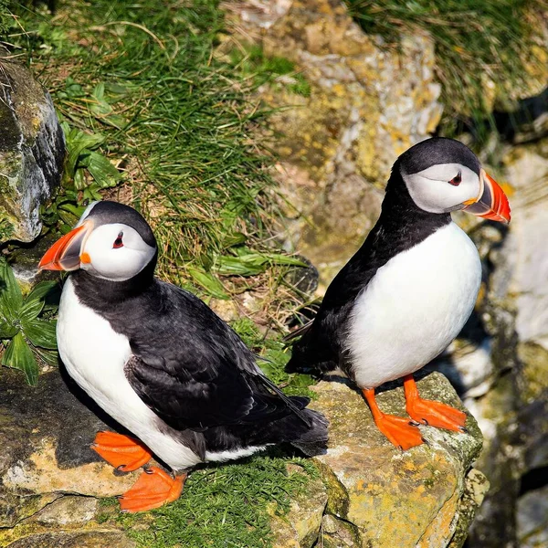 Fånga Två Puffins Möte Bempton Cliffs Rspb Reserv Nära Bridlington — Stockfoto