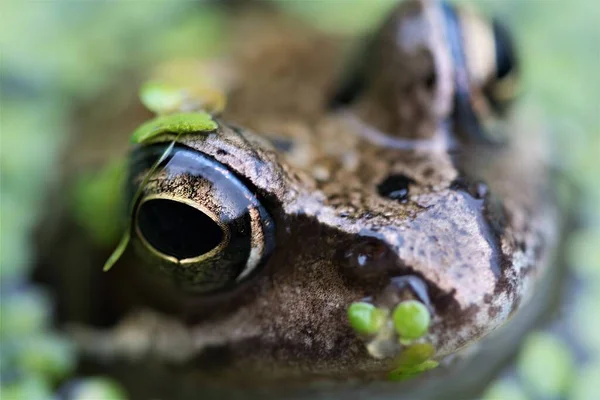 Fånga Extrem Närbild Vanlig Groda Detta Foto Inte Innebär Någon — Stockfoto