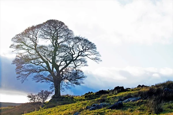 Yalnız Bir Ağacın Köklerine Düşen Doğal Ortam Işığını Yakalıyor Yüksek — Stok fotoğraf