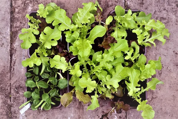 Growing salad from seed is easy.  Using recycled mushroom packaging is ideal, as it saves on resources and reduces plastic waste and landfill.