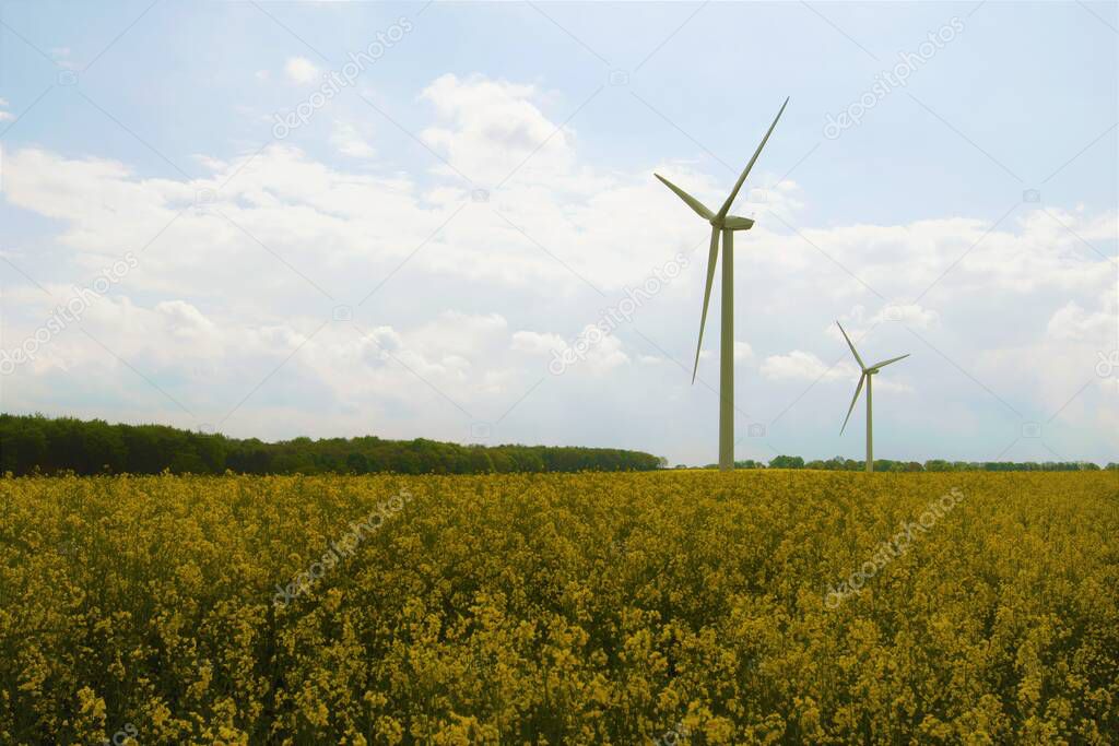 Capturing the combined eco friendly resources of rape seed oil plants and the clean electricity gained from wind turbines, in Marr, Doncaster, South Yorkshire, England.