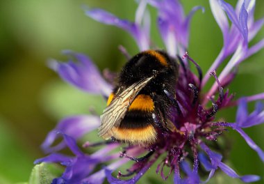 Mayıs 2020 'de Güney Yorkshire, Doncaster' da polen toplayan bir yaban arısı yakaladım..