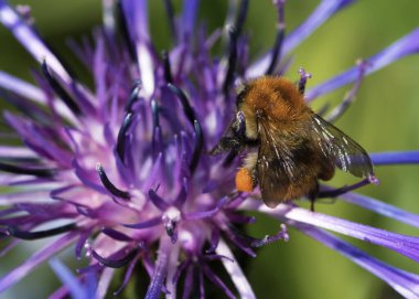 Mayıs 2020 'de Güney Yorkshire, Doncaster' da polen toplayan işçi bir arının yakalanması.