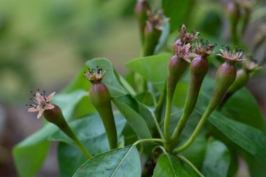 Covid 'in 19 Mayıs 2020' deki ilk dalgasında çekilmiş yakın tarihli bir konferans armudu.