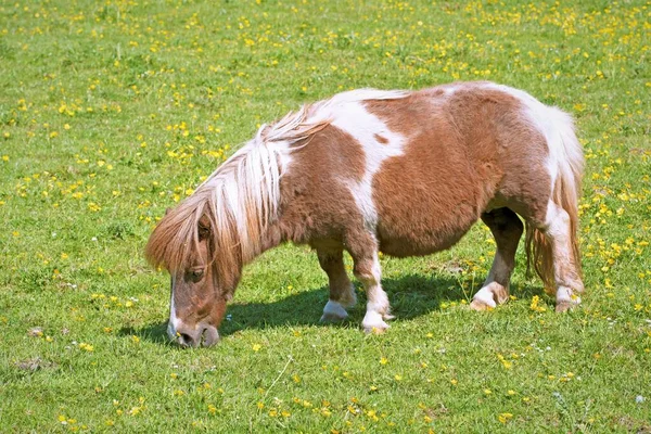 The village of Ulley, in Rotherham, contains lovely and picturesque open access farmland and a country park, which forms part of the Rotherham Doorstep Challenge, walk 3.