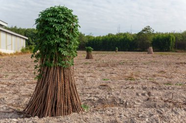 Doğal arkaplanda tapyoka alanları. Cassava yetiştir. PI sezonu.