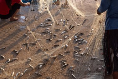 Balık tuzağı için yeşil ağ. Balık tutarken yakalanan deniz balığı..