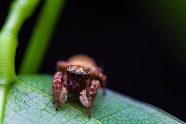 Sıçrayan örümceğin makro görüntüsü. Makro mod yakın çekim hayvanı a