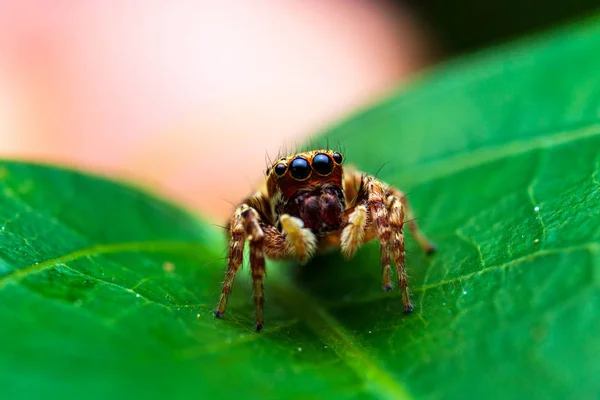 Μακροεντολή εικόνα του άλματος αράχνη. Μακροεντολή κοντινό πλάνο ζώο ένα — Φωτογραφία Αρχείου