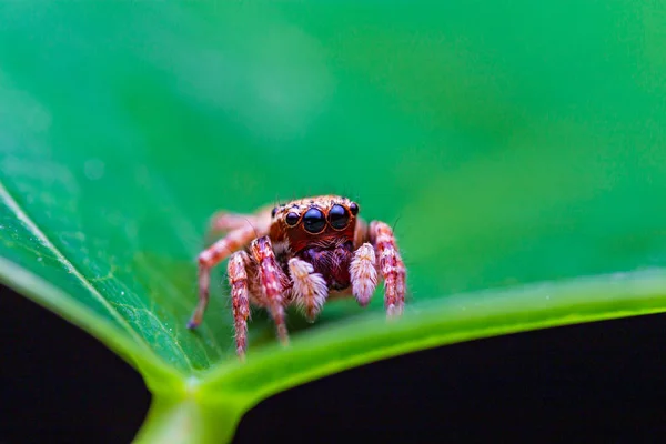 Makrobild der springenden Spinne. Makro-Modus Nahaufnahme erschossen Tier ein — Stockfoto