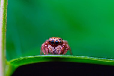 Sıçrayan örümceğin makro görüntüsü. Makro mod yakın çekim hayvanı a