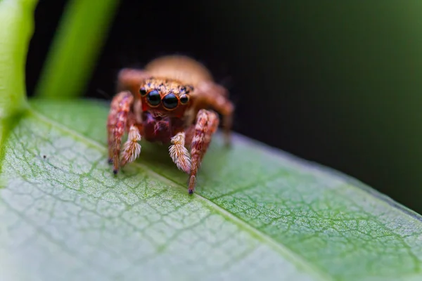 Μακροεντολή εικόνα του άλματος αράχνη. Μακροεντολή κοντινό πλάνο ζώο ένα — Φωτογραφία Αρχείου