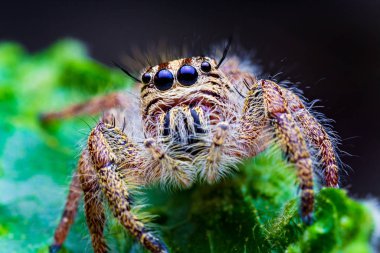 Sıçrayan örümceğin makro görüntüsü. makro mod, çekim hayvanı ve böceği kapat.
