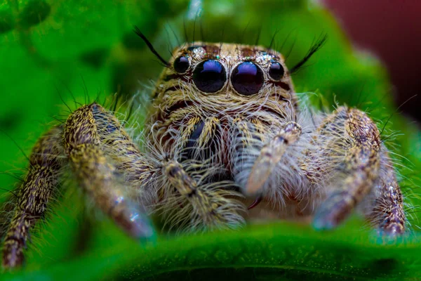 Makrobild Hoppande Spindel Makro Läge Närbild Skott Djur Och Insekt — Stockfoto