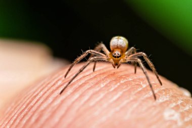 Sıçrayan örümceğin makro görüntüsü. makro mod, çekim hayvanı ve böceği kapat.