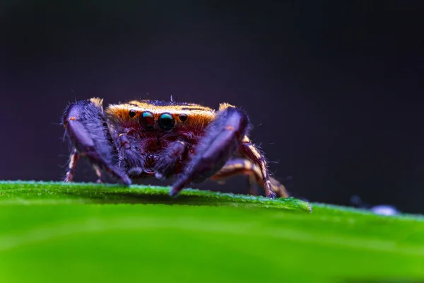 Makrobild Hoppande Spindel Makro Läge Närbild Skott Djur Och Insekt — Stockfoto