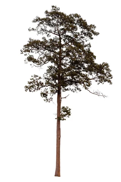 Baum Isoliert Auf Weißem Hintergrund Großer Baum — Stockfoto