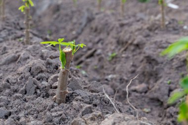 Doğal arka planda Tapioca tarlaları, Cassava yetiştirme mevsimi, Yaz tarımı, Cassava tohumları, Ağaç Manioc, Ubikayu, Sampeu.