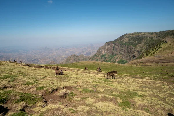 Babuinos Parque Nacional Las Montañas Simien Norte Etiopía — Foto de Stock