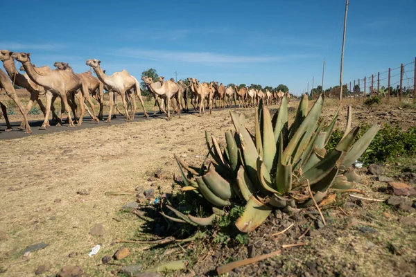 Caravana Camellos Norte Etiopía — Foto de Stock