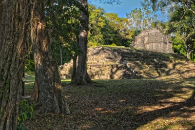 Guatemala 'daki Uaxactn arkeolojik alanı ve ormanda Maya piramitleri
