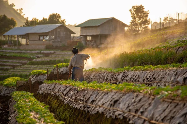 Bahçıvanlar sabah çilek tarlalarına gübre koyarlar.