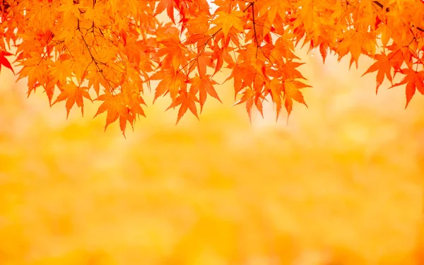 Sonbahar akçaağaç yapraklarının arkaplan resmi ve bulanık tr