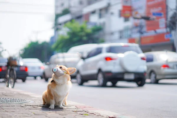 Corgi dog wearing dust masks sit on sidewalks on roads that have