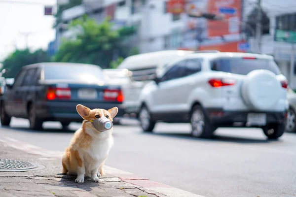 Corgi dog wearing dust masks sit on sidewalks on roads that have