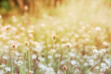 vintage soft focus and soft light of nature grass flower with wa