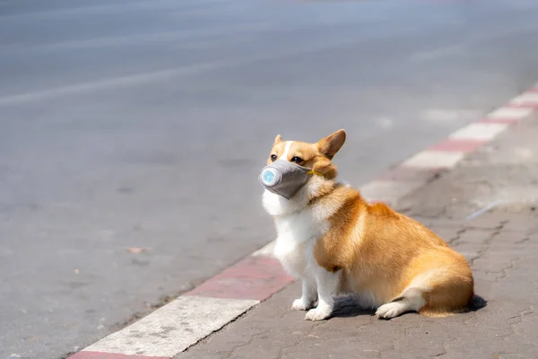 Corgi dog wearing dust masks sit on sidewalks on roads that have