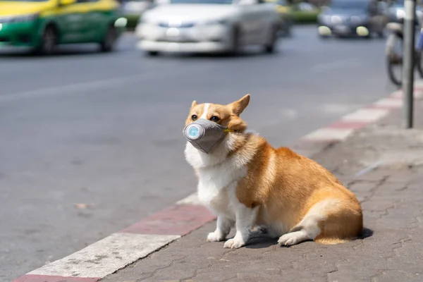 Corgi dog wear dust mask sit on sidewalks with heavy traffic that have dust and air pollution problems.air pollution problems affecting the lives of people and animals.