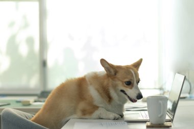 Evde ya da ofiste çalışan bir dizüstü bilgisayarın önünde oturan Corgi köpeğinin portresi.