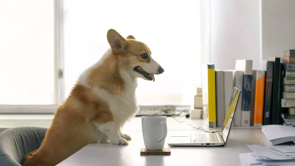 Evde ya da ofiste çalışan bir dizüstü bilgisayarın önünde oturan Corgi köpeğinin portresi.