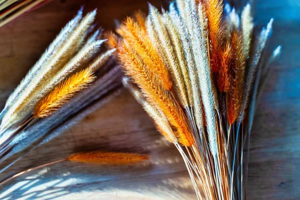 siyah arka plan üzerine buğday Başak