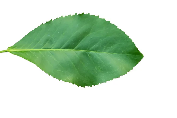 Su damlalı yeşil yaprak