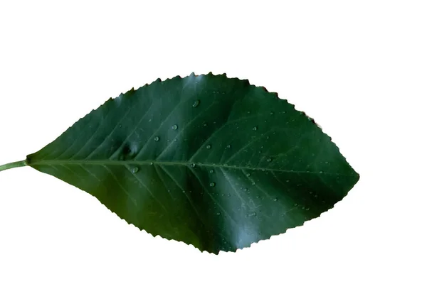 Su damlalı yeşil yaprak