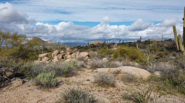 Sonoran Çölü, ilkbaharın başlarında.