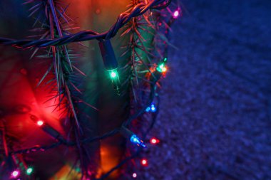 Gece Varil Kaktüsündeki Noel Işıkları