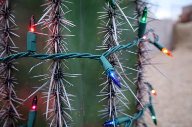 Scottsdale 'deki Kaktüs' te renkli Noel Işıkları