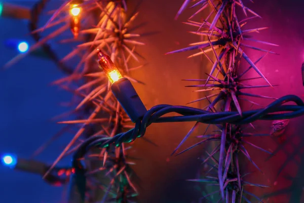 Színes Karácsonyi Fények Kaktusz — Stock Fotó