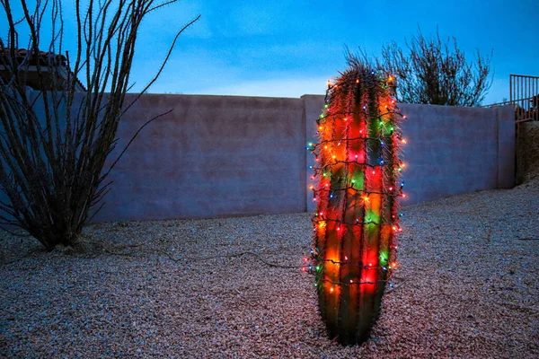 Karácsonyi Fények Hordó Kaktuszon — Stock Fotó
