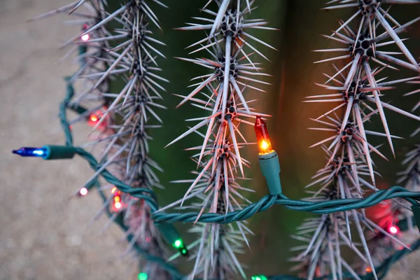 Luci Natale Saguaro Cactus Nel Giorno — Foto Stock