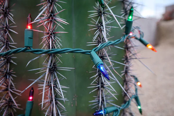 Színes Karácsonyi Fények Kaktusz Scottsdale — Stock Fotó